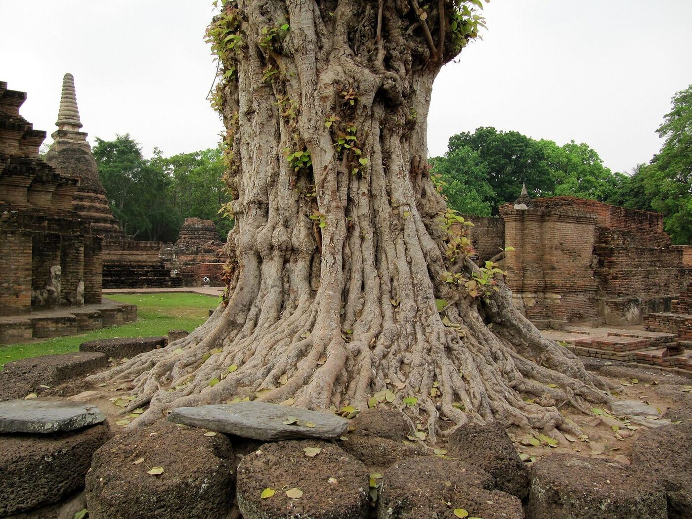A huge ancient tree with sprawling exposed roots growing among weathered stone temple ruins