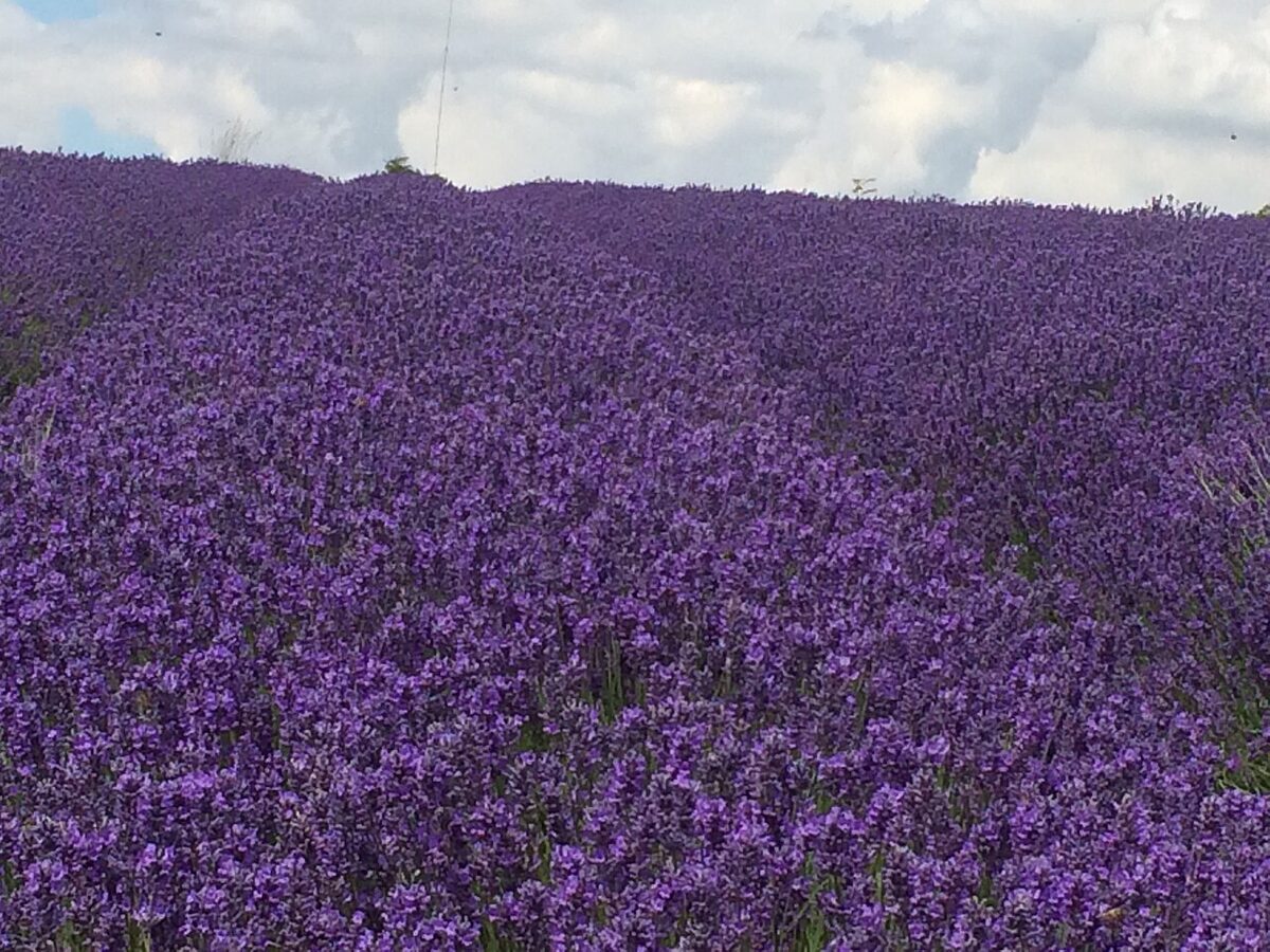 A hillside of lavender in full bloom, rows of deep purple flower spikes running up to the crest under a white clouded sky
